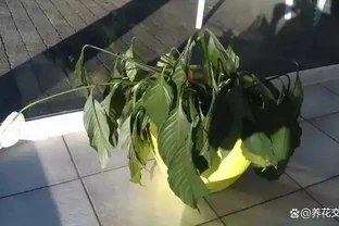 剛買的盆栽枝葉和花朵都蔫了，別急，一招就能恢復