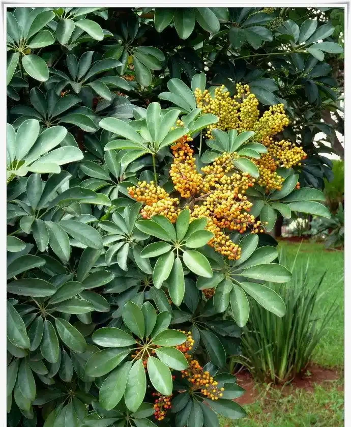開花結果的鵝掌藤