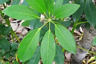 鵝掌藤又叫發財樹嗎？有什麼區別？