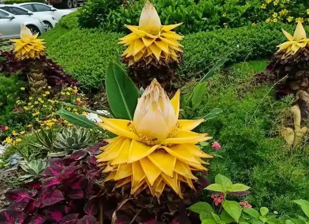不知道養什麼花好?入坑這8種「鎮宅花」,花旺、人旺、財旺