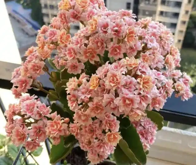 不知道養什麼花好?入坑這8種「鎮宅花」,花旺、人旺、財旺