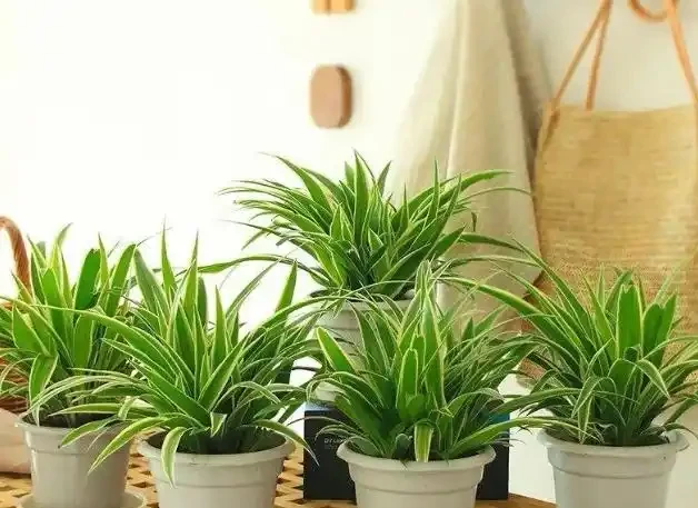 不知道養什麼花好?入坑這8種「鎮宅花」,花旺、人旺、財旺