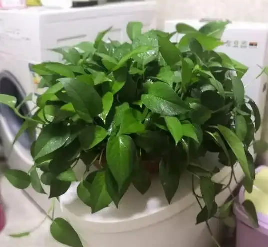 不知道養什麼花好?入坑這8種「鎮宅花」,花旺、人旺、財旺