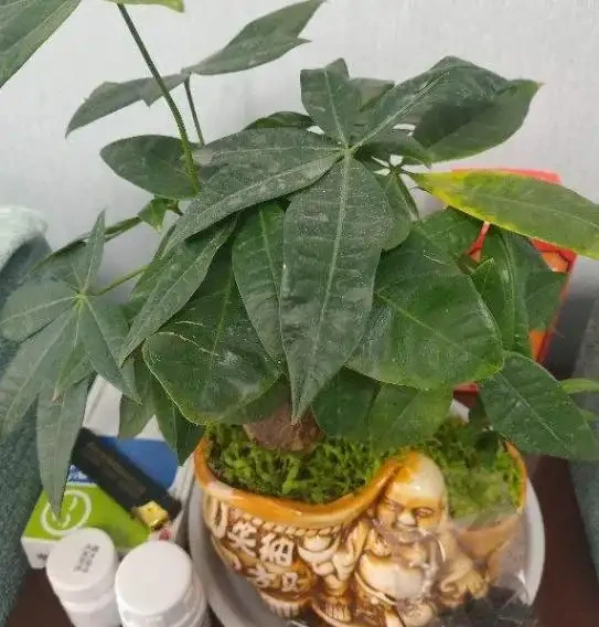 不知道養什麼花好?入坑這8種「鎮宅花」,花旺、人旺、財旺