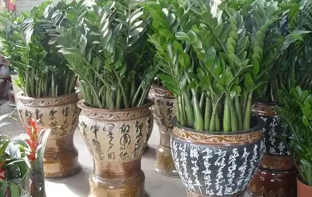 不知道養什麼花好?入坑這8種「鎮宅花」,花旺、人旺、財旺