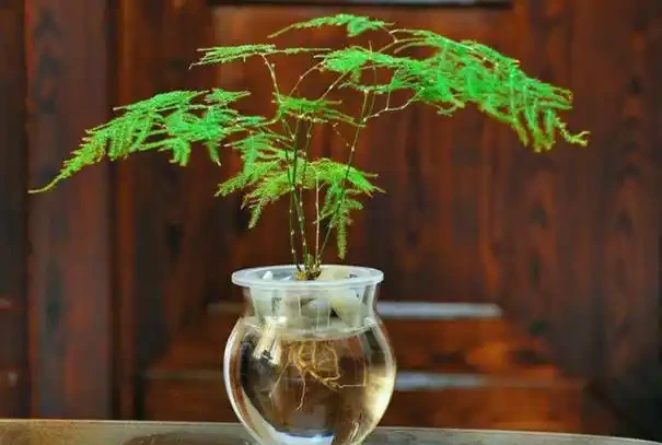 不知道養什麼花好?入坑這8種「鎮宅花」,花旺、人旺、財旺