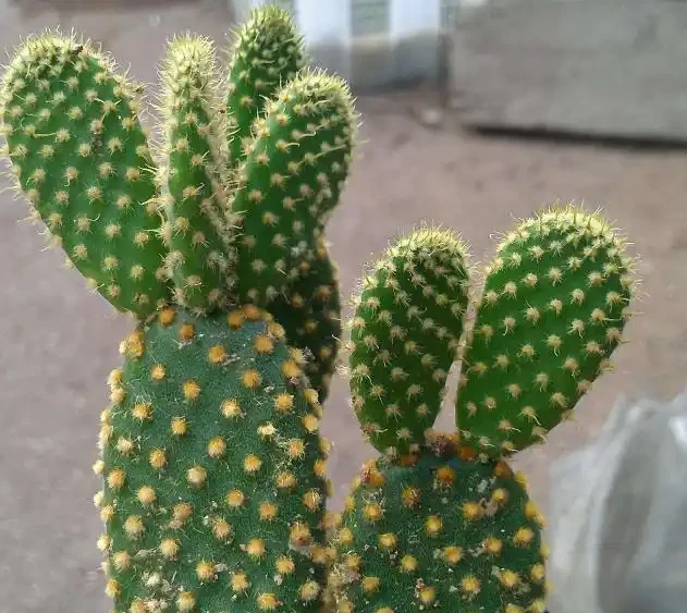 不知道養什麼花好?入坑這8種「鎮宅花」,花旺、人旺、財旺