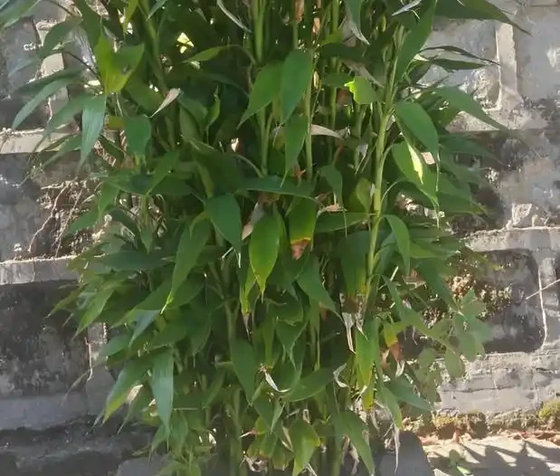不知道養什麼花好?入坑這8種「鎮宅花」,花旺、人旺、財旺