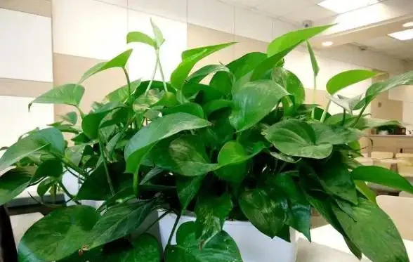 不知道養什麼花好?入坑這8種「鎮宅花」,花旺、人旺、財旺