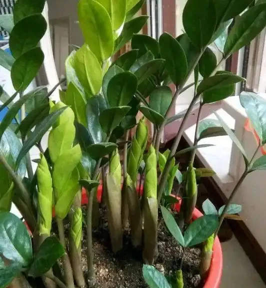 不知道養什麼花好?入坑這8種「鎮宅花」,花旺、人旺、財旺