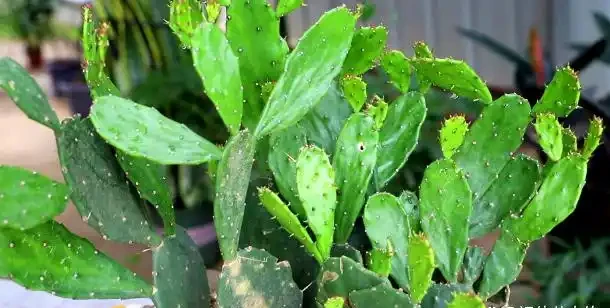 不知道養什麼花好?入坑這8種「鎮宅花」,花旺、人旺、財旺