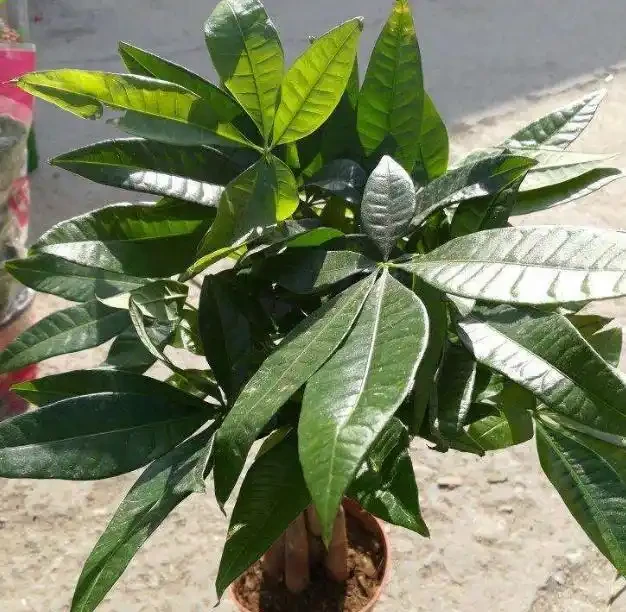 不知道養什麼花好?入坑這8種「鎮宅花」,花旺、人旺、財旺