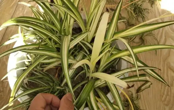 不知道養什麼花好?入坑這8種「鎮宅花」,花旺、人旺、財旺