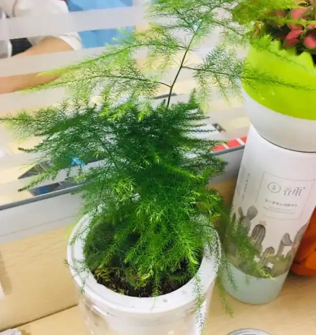 不知道養什麼花好?入坑這8種「鎮宅花」,花旺、人旺、財旺