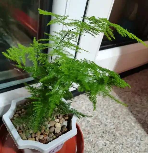 不知道養什麼花好?入坑這8種「鎮宅花」,花旺、人旺、財旺