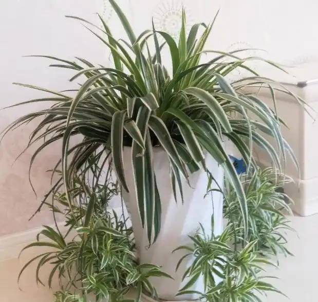 不知道養什麼花好?入坑這8種「鎮宅花」,花旺、人旺、財旺
