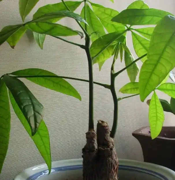 不知道養什麼花好?入坑這8種「鎮宅花」,花旺、人旺、財旺