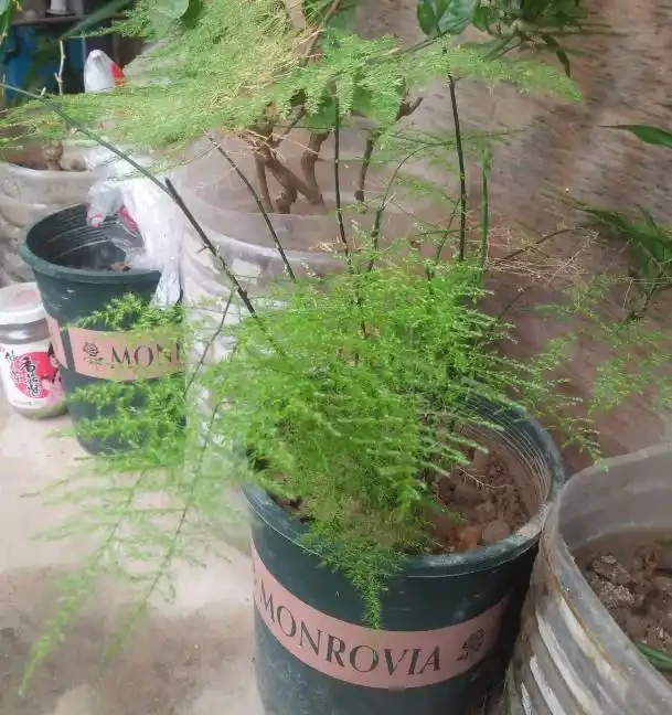 不知道養什麼花好?入坑這8種「鎮宅花」,花旺、人旺、財旺