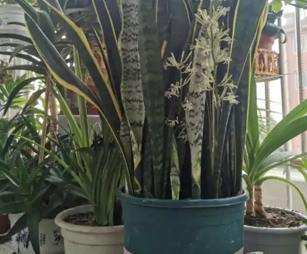 不知道養什麼花好?入坑這8種「鎮宅花」,花旺、人旺、財旺