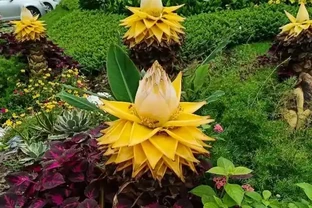 不知道養什麼花好？入坑這8種「鎮宅花」，花旺、人旺、財旺