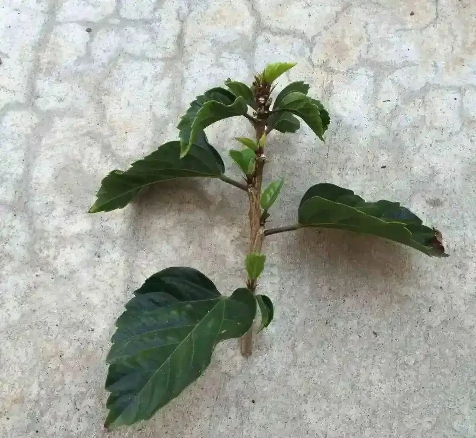 用盆栽植物的枝條或莖，快速插枝繁殖，幾周後獲得新盆栽