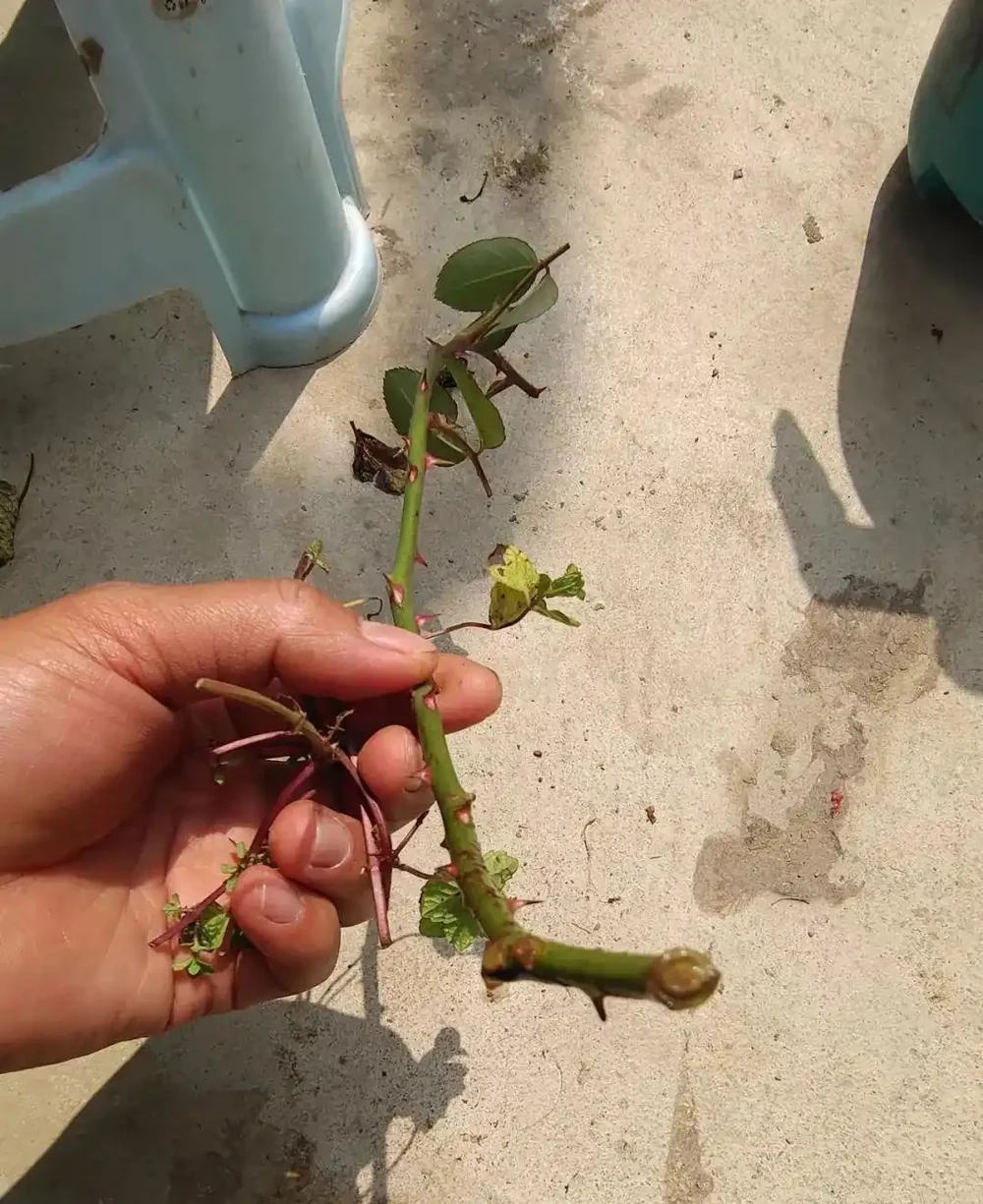 用盆栽植物的枝條或莖，快速插枝繁殖，幾周後獲得新盆栽