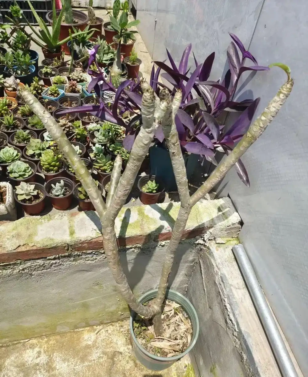 用盆栽植物的枝條或莖，快速插枝繁殖，幾周後獲得新盆栽
