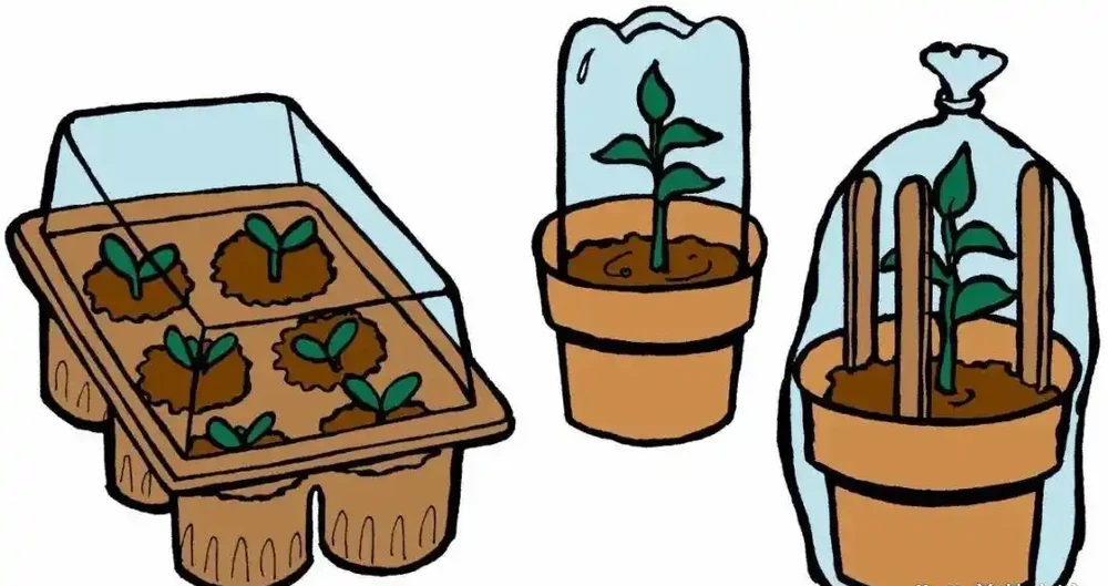 用盆栽植物的枝條或莖，快速插枝繁殖，幾周後獲得新盆栽