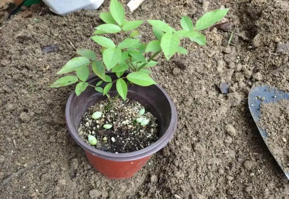 用盆栽植物的枝條或莖，快速插枝繁殖，幾周後獲得新盆栽