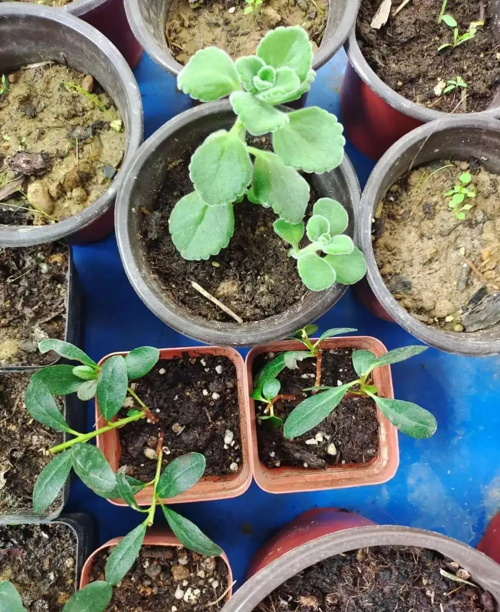 用盆栽植物的枝條或莖，快速插枝繁殖，幾周後獲得新盆栽