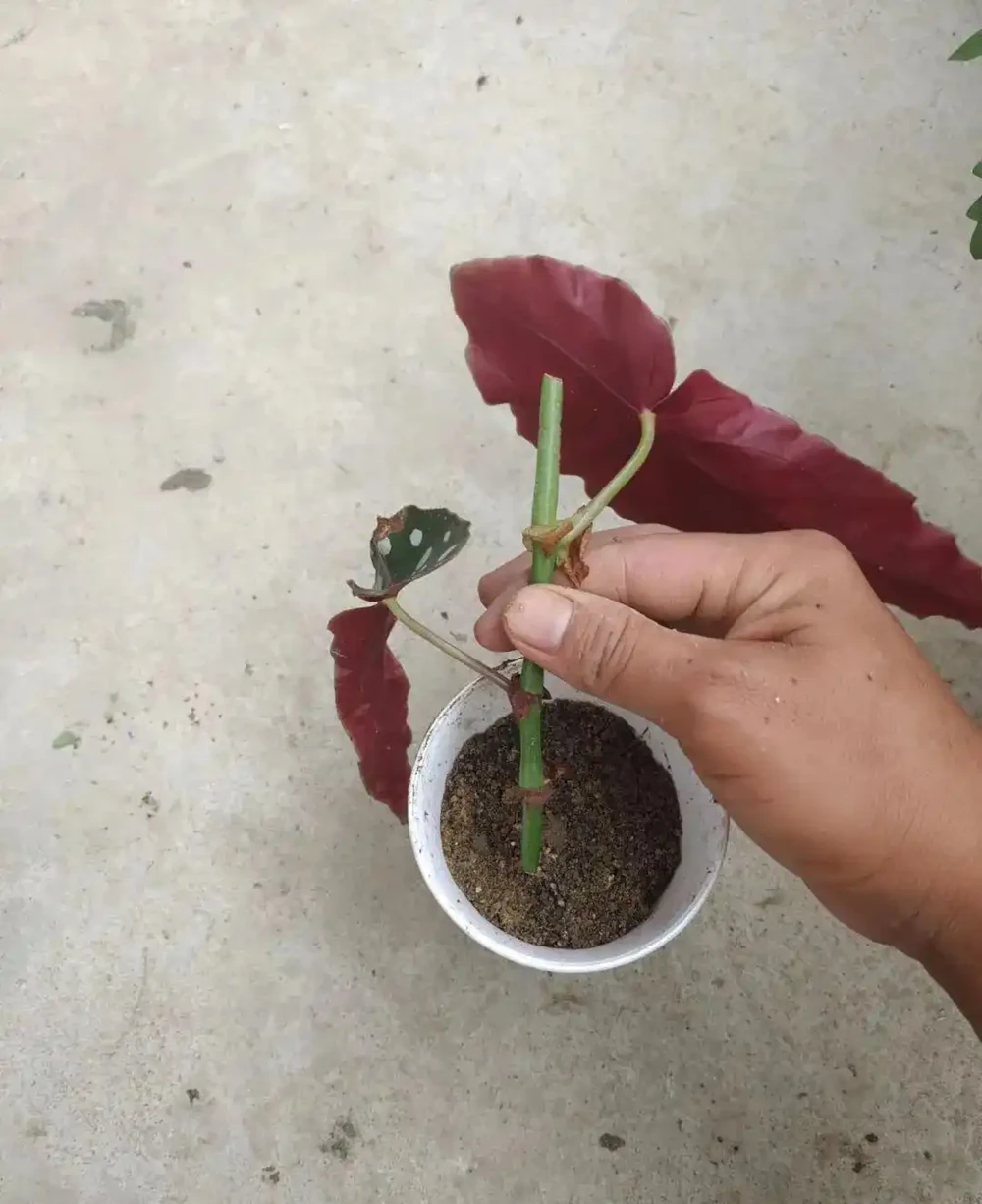 用盆栽植物的枝條或莖，快速插枝繁殖，幾周後獲得新盆栽