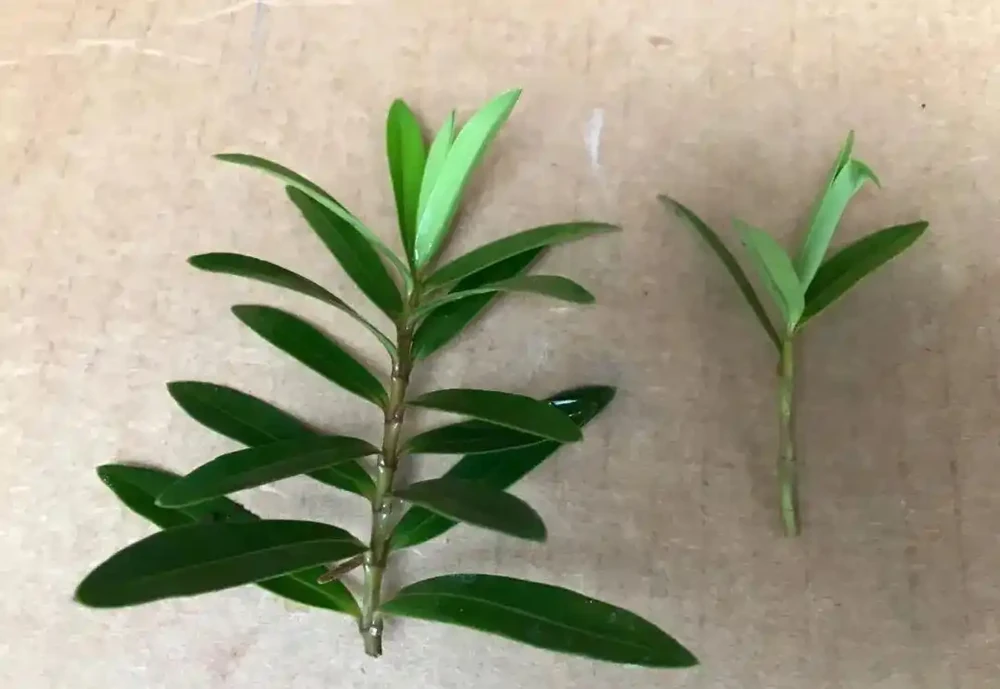用盆栽植物的枝條或莖，快速插枝繁殖，幾周後獲得新盆栽