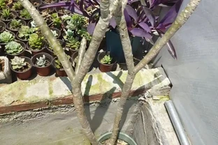 用盆栽植物的枝條或莖，快速插枝繁殖，幾周後獲得新盆栽