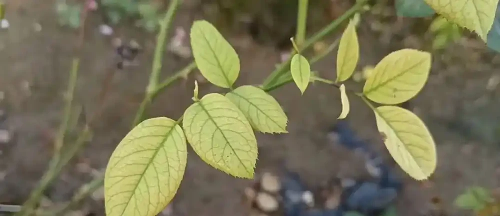 玫瑰又黃葉?這麼做,多種黃葉全解決