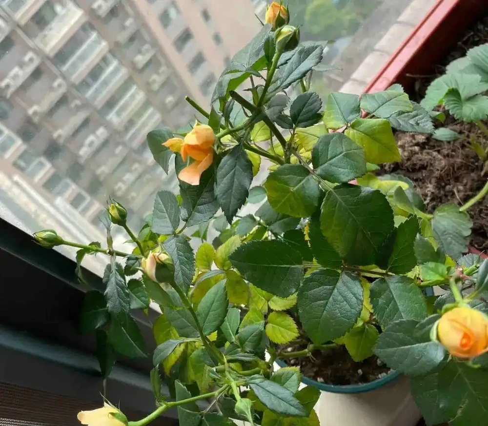 玫瑰又黃葉?這麼做,多種黃葉全解決