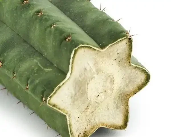 仙人掌或仙人掌球根或莖腐爛發黑,簡單幾個操作就能讓它復活