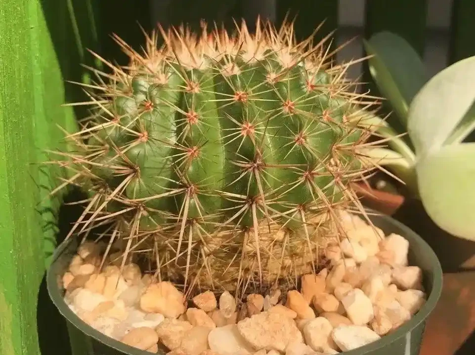 仙人掌或仙人掌球根或莖腐爛發黑,簡單幾個操作就能讓它復活