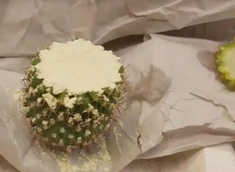 仙人掌或仙人掌球根或莖腐爛發黑,簡單幾個操作就能讓它復活