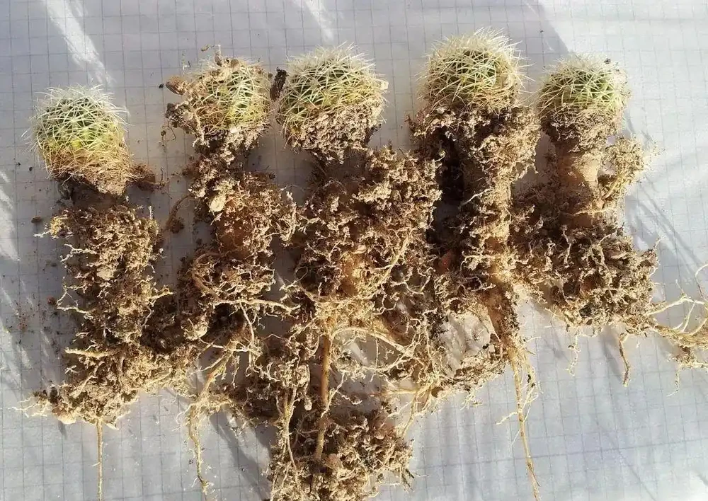 仙人掌或仙人掌球根或莖腐爛發黑,簡單幾個操作就能讓它復活