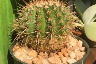 仙人掌或仙人掌球根或莖腐爛發黑，簡單幾個操作就能讓它復活