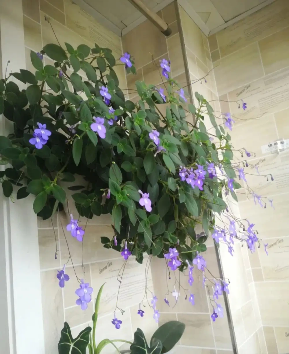 6種「耐陰花」,能養「北陽臺」,哪怕光照少,也能開滿花