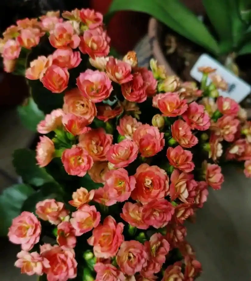 6種「耐陰花」,能養「北陽臺」,哪怕光照少,也能開滿花