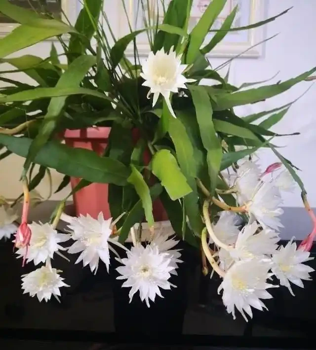 6種「耐陰花」,能養「北陽臺」,哪怕光照少,也能開滿花