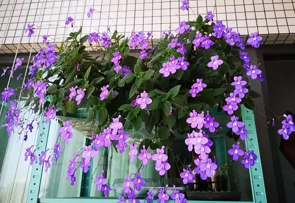 6種「耐陰花」,能養「北陽臺」,哪怕光照少,也能開滿花