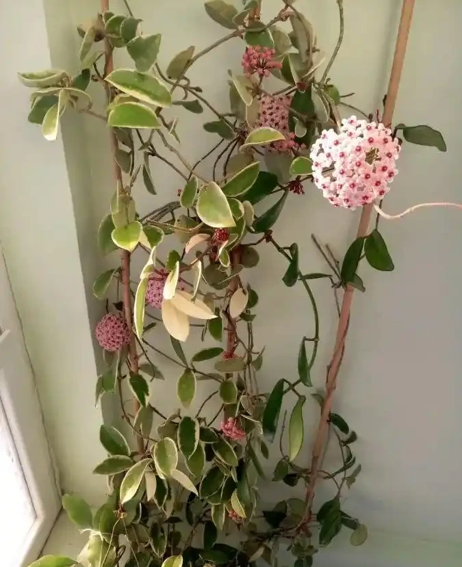 6種「耐陰花」,能養「北陽臺」,哪怕光照少,也能開滿花