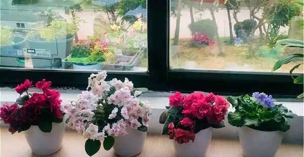 6種「耐陰花」,能養「北陽臺」,哪怕光照少,也能開滿花