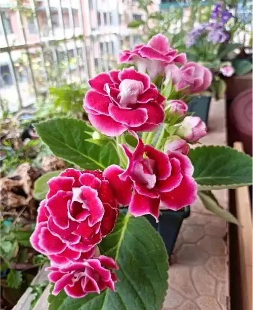 6種「耐陰花」,能養「北陽臺」,哪怕光照少,也能開滿花