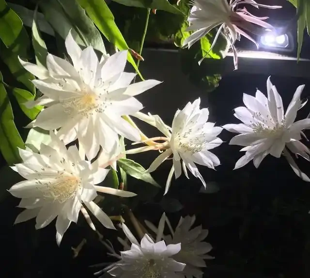 6種「耐陰花」,能養「北陽臺」,哪怕光照少,也能開滿花