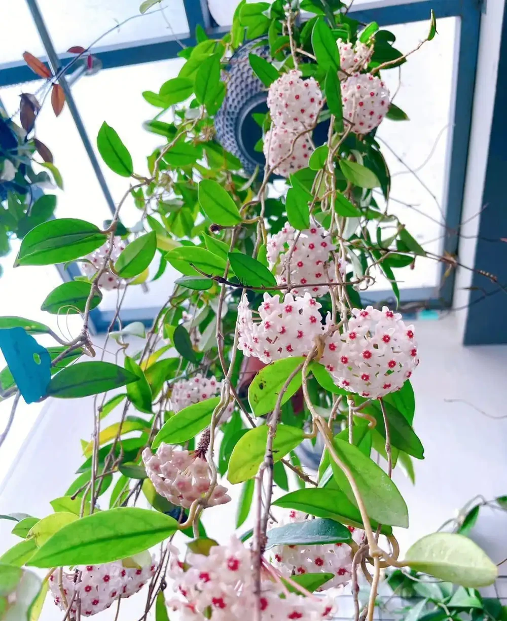 6種「耐陰花」,能養「北陽臺」,哪怕光照少,也能開滿花