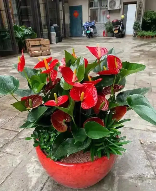 6種「耐陰花」,能養「北陽臺」,哪怕光照少,也能開滿花